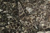 Polished Fossil Turritella Agate Stand Up - Wyoming #193584-1